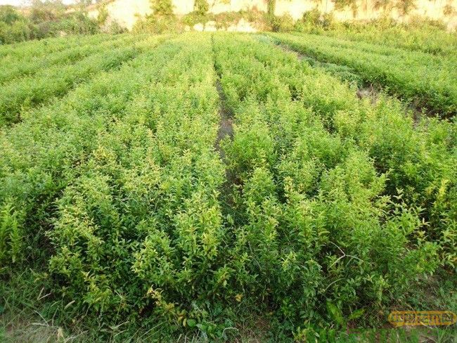 无籽石榴苗价格多少钱一棵?