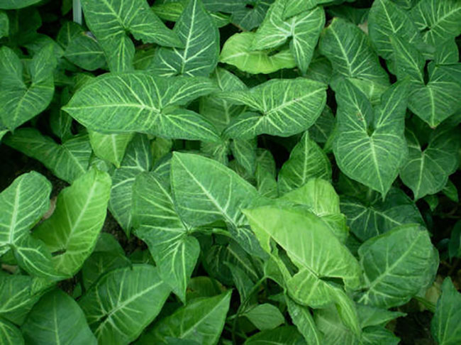 白蝴蝶合果芋怎么养?合果芋的养殖方法