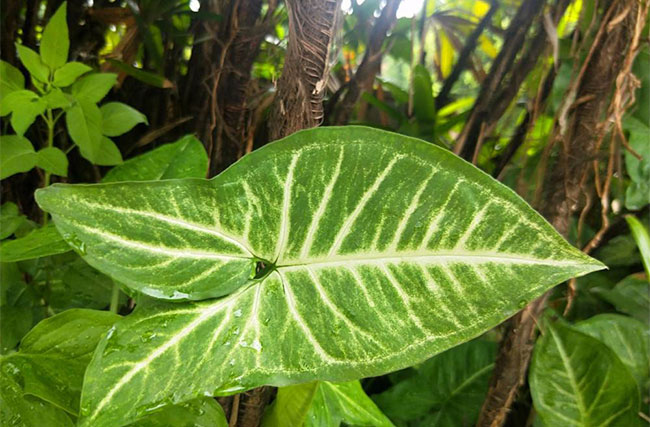 白蝴蝶合果芋怎么养?合果芋的养殖方法