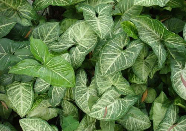 白蝴蝶合果芋怎么养?合果芋的养殖方法
