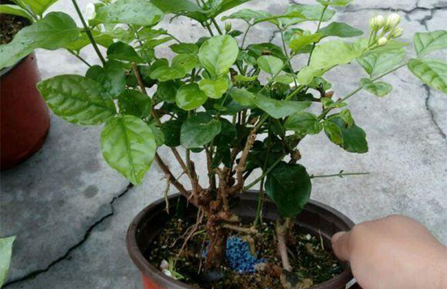 茉莉花