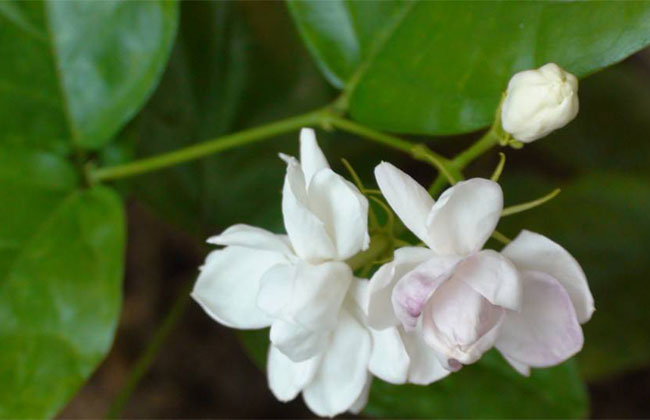 茉莉花