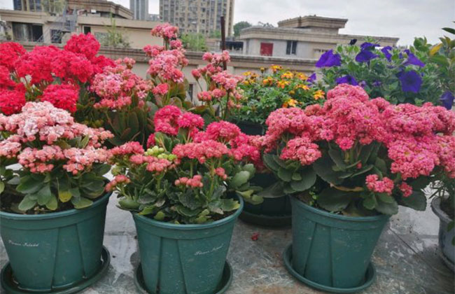 初秋这些花不能修剪，否则一年无花