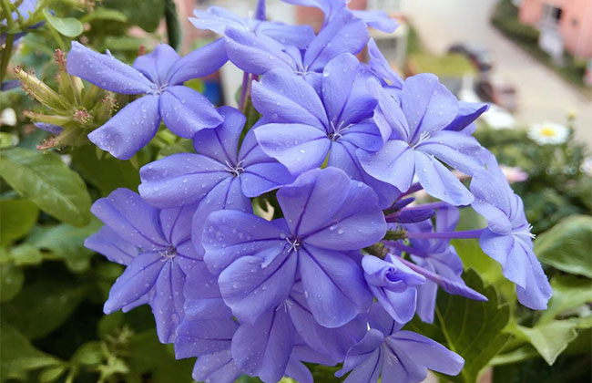 蓝雪花