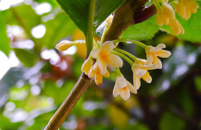 桂花