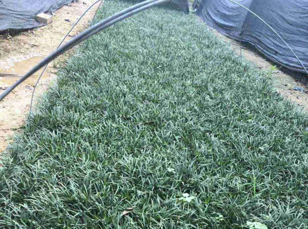 玉龙草