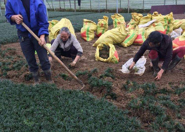 玉龙草种植地