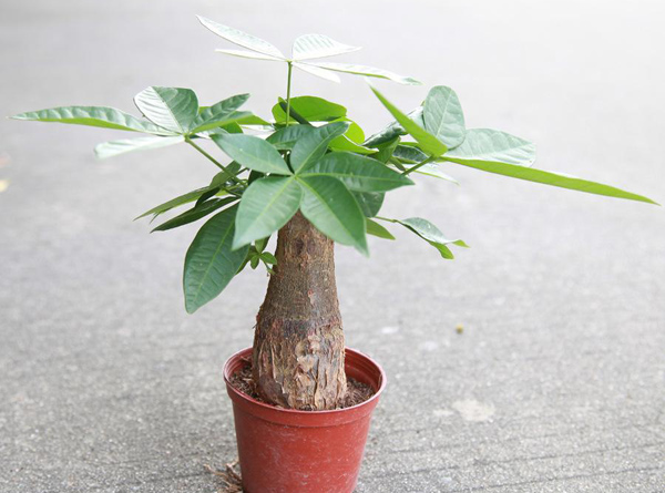 发财树小盆栽