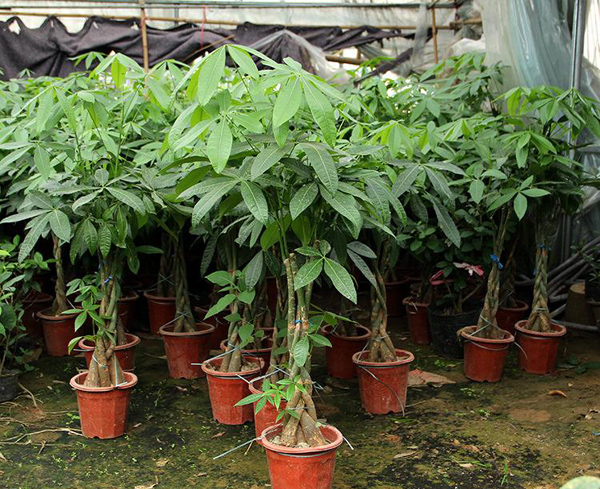 发财树盆栽