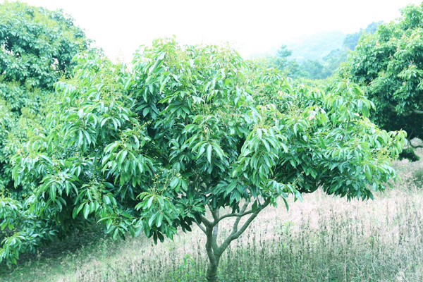荔枝树