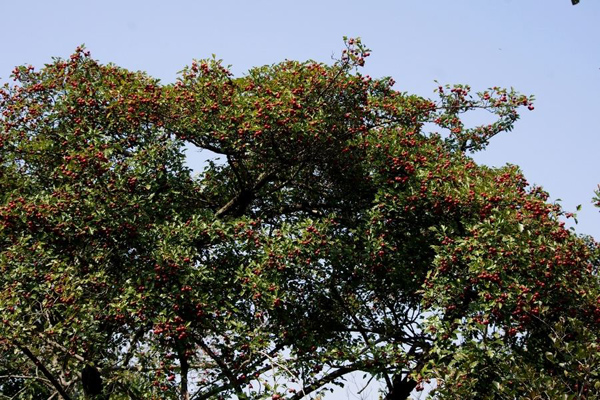 山楂树