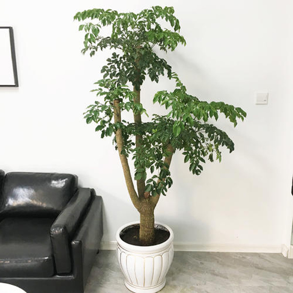 幸福树