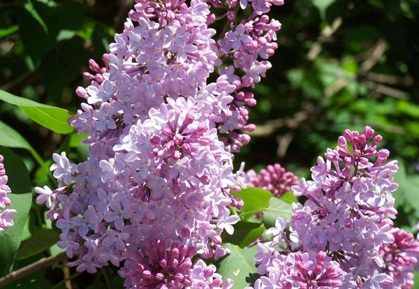 丁香花