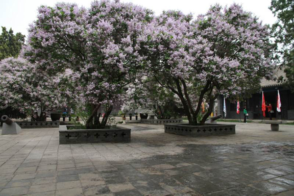 丁香树