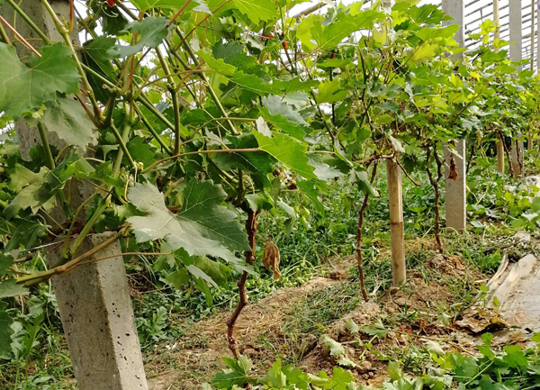 葡萄树