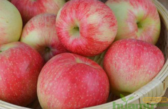 1米高美八苹果苗多少钱一棵 1米高美八苹果苗多少钱一棵
