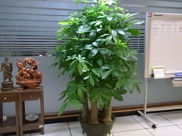 发财树多少钱一盆？2020年发财树的市场价格