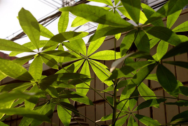 发财树的叶子