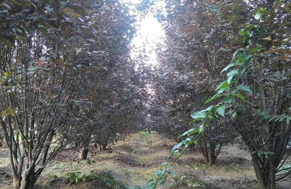 丛生红叶李