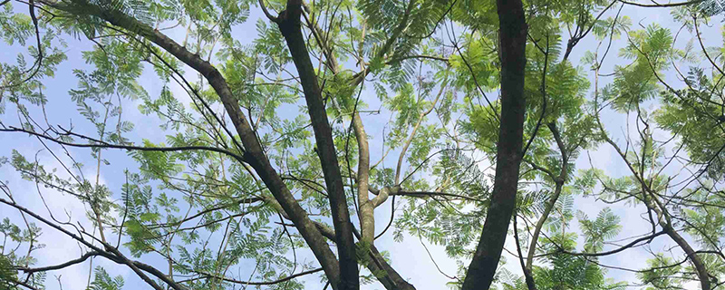 蓝花楹在河南能种活么
