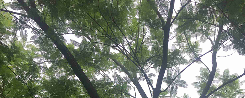 25公分蓝花楹
