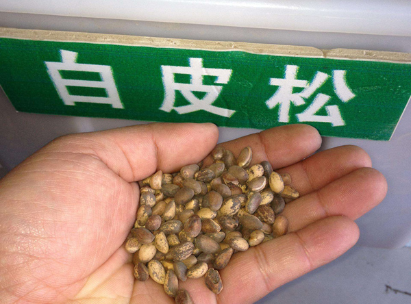 白皮松种子多少钱一斤？2020年白皮松种子价格行情