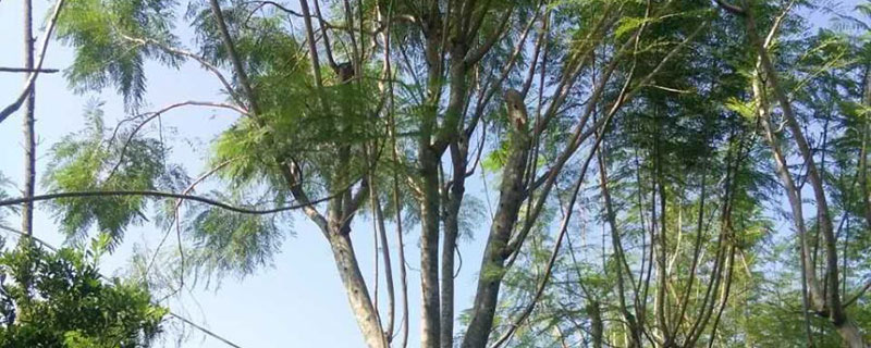 蓝花楹树适合北方养吗 蓝花楹树适合北方养吗