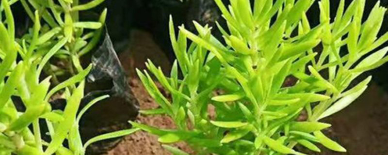 楼顶露台种什么植物好