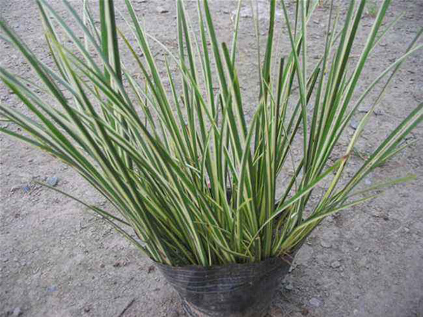 菖蒲多少钱一棵？2020年菖蒲价格最新行情预测