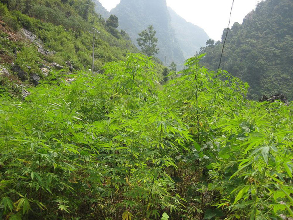 火麻仁种植基地