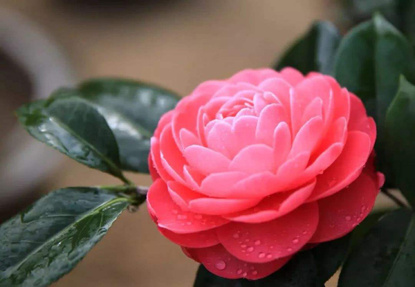 茶花多少钱一棵？2020年茶花价格最新行情预测