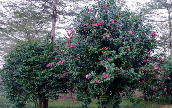 茶花树
