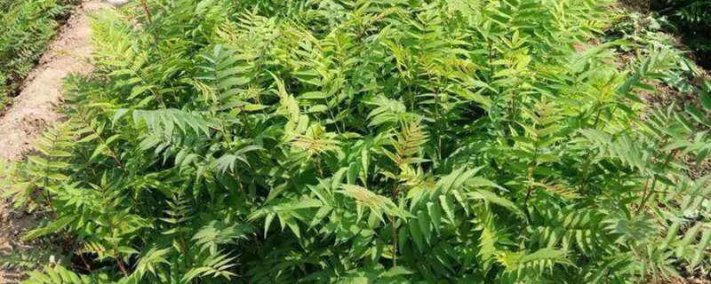 40公分高珍珠梅