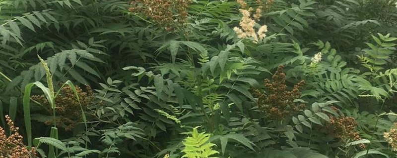 高度1.8米珍珠梅