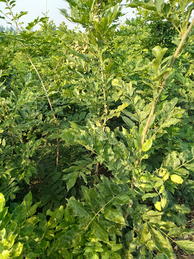 紫藤苗多少钱一棵