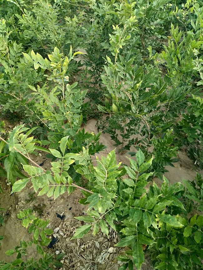 紫藤苗多少钱一棵?紫藤哪个品种最好看?