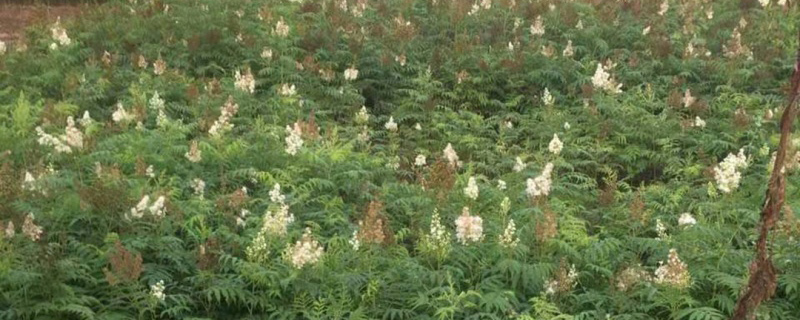 珍珠梅结果子吗