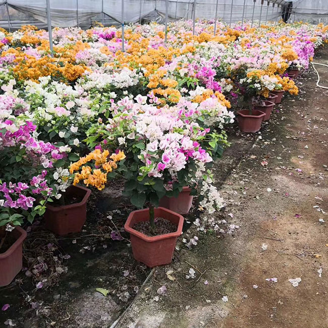 观赏三角梅花多少钱一棵?三角梅买几年苗比较好?