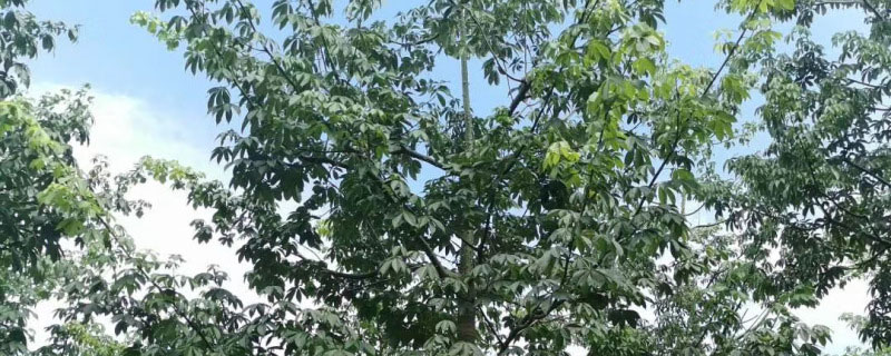 美丽异木棉常绿还是落叶 美丽异木棉常绿还是落叶