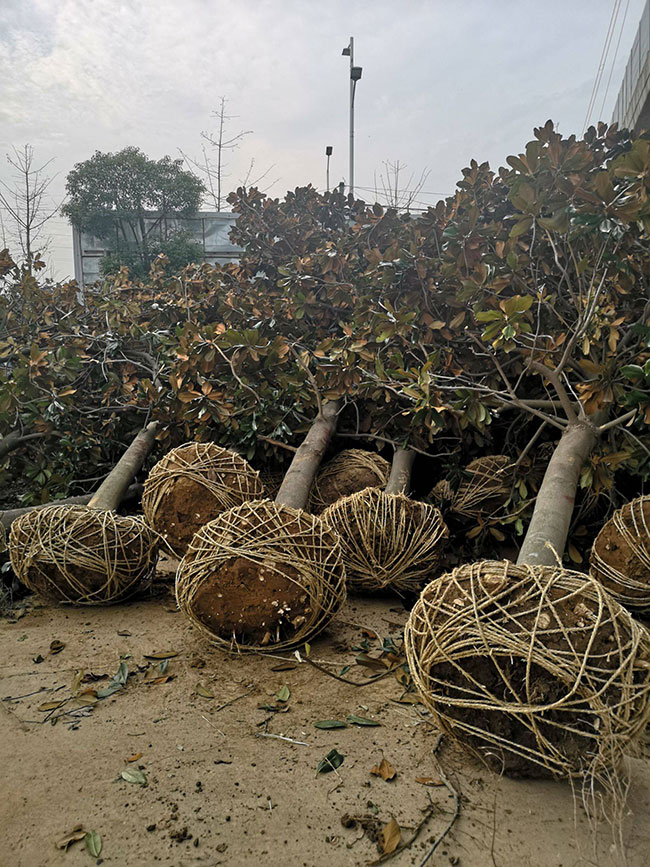 广玉兰多少钱一棵?2020广玉兰树苗价格行情