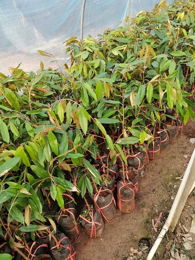 榴莲树苗多少钱一棵?榴莲树苗种植方法