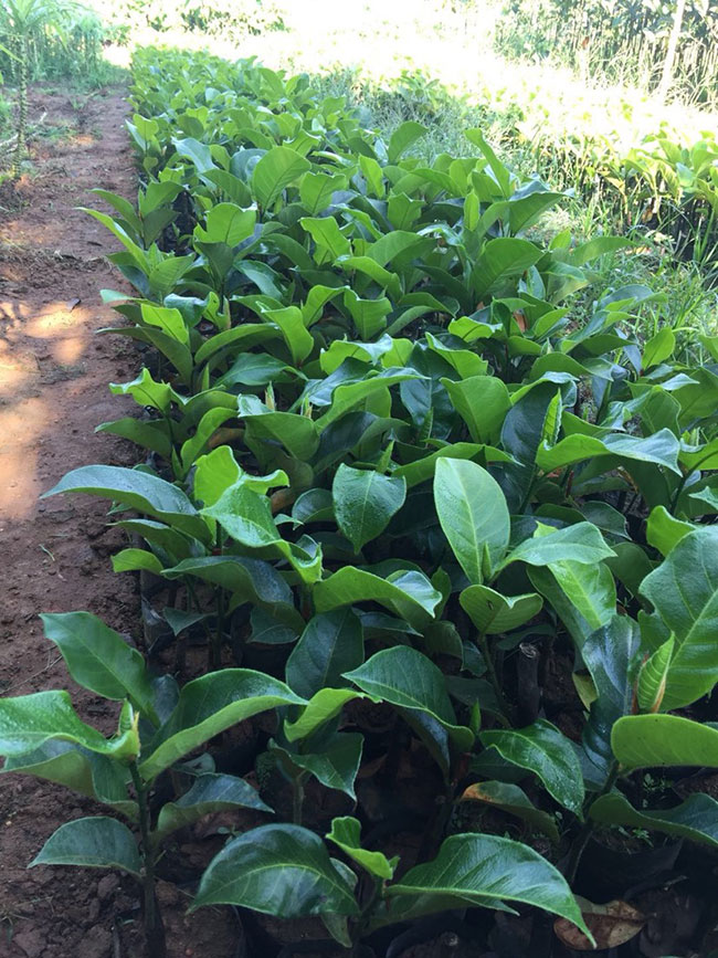 榴莲树苗多少钱一棵?榴莲树苗种植方法