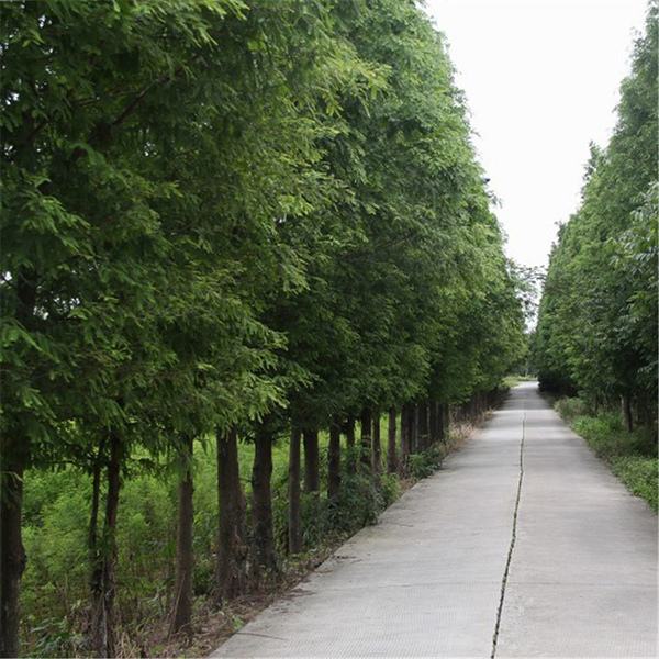 榉树苗