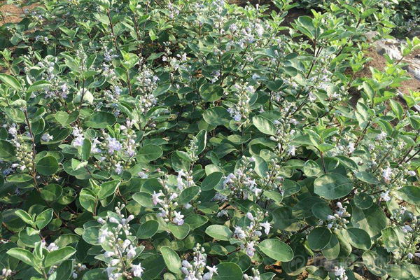 蔓荆子种植基地