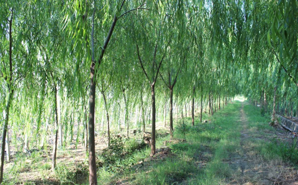 柳树基地实拍