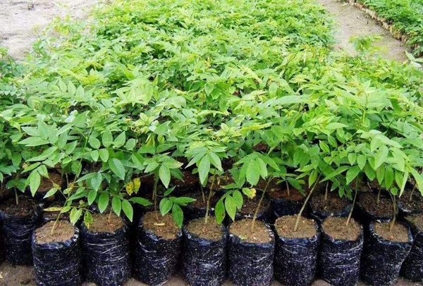 黄花梨树小苗