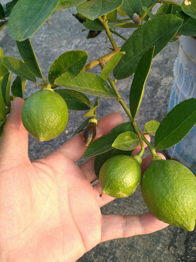 四季柠檬苗多少钱一棵?柠檬种植几年挂果?