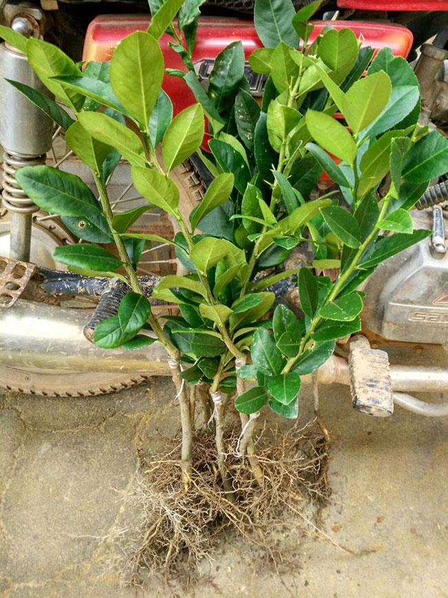 四季柠檬苗多少钱一棵