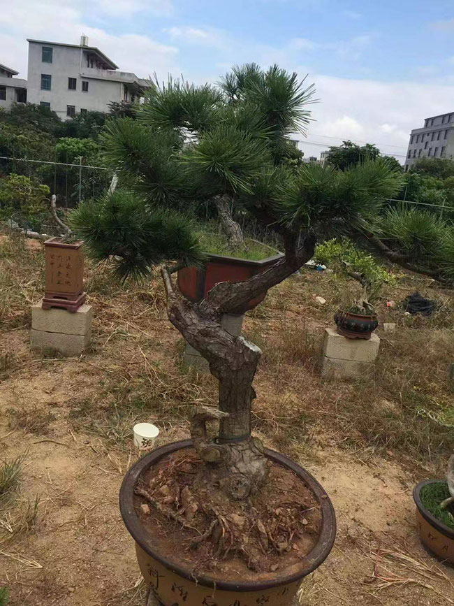 造型黑松价格