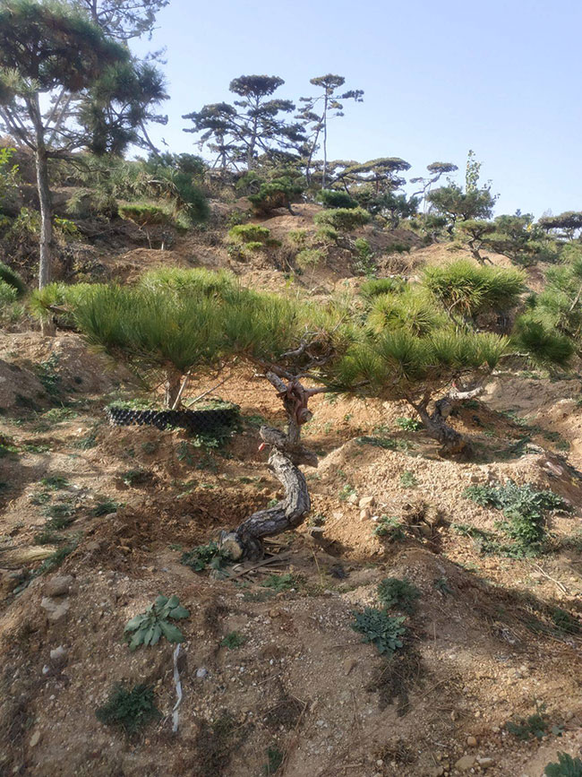 造型黑松价格